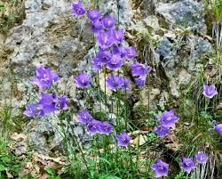 Image result for Campanula