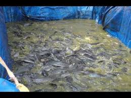 Budidaya Ikan Lele Modal 1 5 Juta Omzet Pria Ini Ratusan Juta Youtube