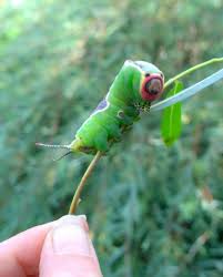The tail is a fake head it uses so predators grab the wrong end. Caterpillars Friends Of Rowley Hills