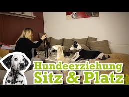 Wie du deinen hund zu einem optimalen begleiter erziehst! Hundeerziehung Dem Hund Sitz Und Platz Beibringen Hundetraining Fur Zuhause Fedor Tiernahrung