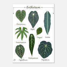 ANTHURIUM Species Chart, Tropical Art Print Indoor Plants Illustration  Urban Home Jungle Botanical Kitchen Living Room Decor
