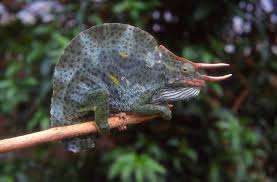 Image result for Mezoneuron angolense