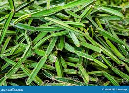 Image result for Cissus quadrangularis