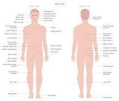 Human Anatomy Male Body This Sample Represents The Interior And Exterior Views Of The Male Body Contai Human Body Anatomy Human Anatomy Human Body Organs