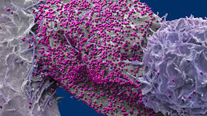 نتیجه جستجوی لغت [proven] در گوگل