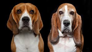 Image result for basset hound