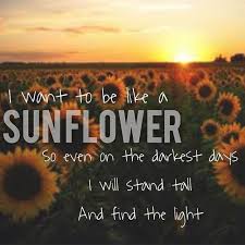 I Want To Be Like A Sunflower Quote Light Sunflower Sunflower Quotes Flower Quotes Cute Quotes