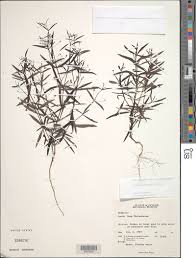 Image result for Oldenlandia herbacea