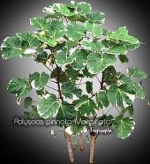 Aralia Polyscias Pinnata Marginata Variegated Balfour Aralia Aralia Balfouriana Plants Plant Pictures Foliage Plants