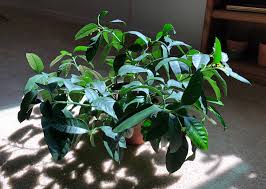 We would like to show you a description here but the site won't allow us. 5 Stages Of Blooms On One Plant Shooting Stars Hoya Hoya Multiflora Album On Imgur