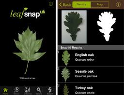 Maybe you would like to learn more about one of these? Museum Launches Tree Identification App