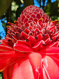 Image result for Etlingera elatior