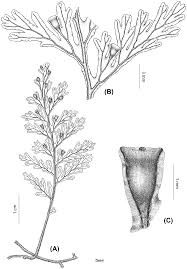 Image result for Crepidomanes chevalieri