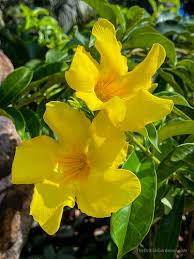 Image result for Allamanda schottii