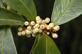 Image result for Rapanea