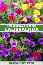 Image result for calibrachoa million bells