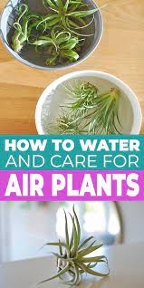 How To Water Care For Air Plants The Garden Glove Air Plants Care What Are Air Plants Air Plants