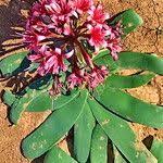 Image result for Ammocharis angolensis