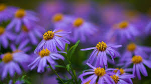 1366x768 Wallpaper Yellow Purple Flowers Green Purple Flowers Wallpaper Purple Flowers Beautiful Flowers Images