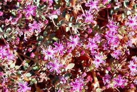 Image result for Bergia