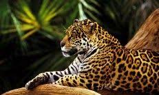 ruyada jaguar gormek vahsi hayvanlar jaguar hayvan duvar kagidi