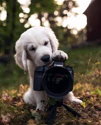 The Ultimate Pa For Low Budget Films Will Work For Food And Hugs From Ig User Samimatias Filmmaking Canon Cute Funny Animals Puppy Photography Animals
