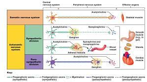 Somatic Vs Autonomic Peripheral Nervous System Nervous System Anatomy Autonomic Nervous System