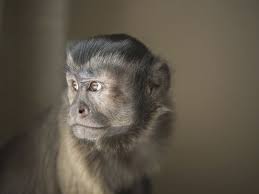 We did not find results for: Problems With Keeping A Pet Monkey