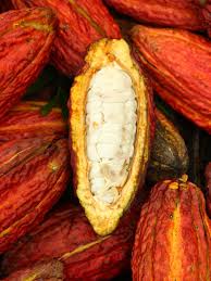 Happy Halloween Your Chocolate Candy Started Its Life As A Cocoa Bean Inside A Pod Like This One Look For Chocolate Cocoa Chocolate Craving Chocolate Photos