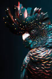 kleurrijke kaketoe papegaai poster huisdier vogel dieren behang dierenfotografie