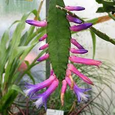 Succulent plants are those plants with parts that are thickened, muscular and engorged, generally to hold water in completely dry environments or soil conditions. Wittia Amazonica Disocactus Blue And Purple Flowers Epiphyllum Cactus Rare Succulent Plant Orchid Cactus I Have It Blooming Plants Plants Growing Plants