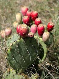 During arid conditions, the pads take on an attractive purple tinge. Opuntia Wikipedia