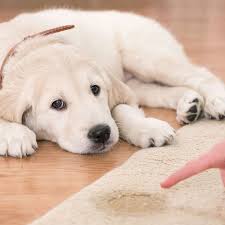 Eine weitere impfung, die ebenfalls von vielen züchtern in der achten woche in die wege geleitet wird, ist die impfung gegen zwingerhusten,. Welpe Stubenrein Bekommen Welpenerziehung Mit Belcando