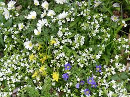 Image result for Arabis