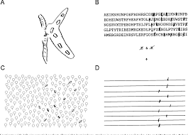 We did not find results for: Behavioural Inattention Test Shefalitayal