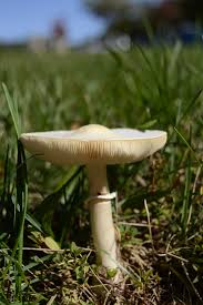 Image result for Leptaspis zeylanica