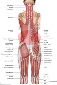 Muscles located at the side of the hip, which include the gluteus medius, piriformis, and hip external rotator muscles contribute greatly to the well being of your lower back, as well as your posture. What Are The Causes Of Low Back Muscle Spasming Muscle Anatomy Hip Muscles Anatomy Body Muscle Anatomy