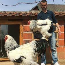 They are calm and gentle. Brahma Chickens Gentle Giant