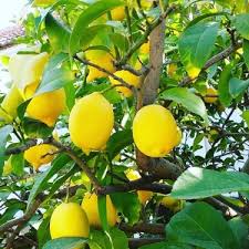 Özellikle soğuğa dayanıklı olan türleri ve sürekli meyve vermesi limon fidanı büyütmenin başlıca sebeplerinden sayılabilmektedir. Ideasepet Tuplu Sofralik Yediveren Limon Fidani Fiyati