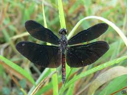 Black And Blue Dragonfly Meaning Black Dragonfly Photo Dragonfly Photos Dragonfly Damselfly