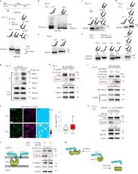 We assume you can make donations for the duration of the holiday season. A Mitochondrial Membrane Bridging Machinery Mediates Signal Transduction Of Intramitochondrial Oxidation Nature Metabolism