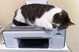 Why Won T My Cat Sleep In His Bed And Other Behaviour Faqs