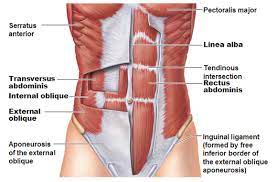 Figurative anatomy muscles of the torso. Muscles Of The Abdominal Wall