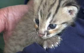 Menemukan 4 anak kucing hutan. Langka Petani Lamongan Temukan Dua Anak Kucing Hutan