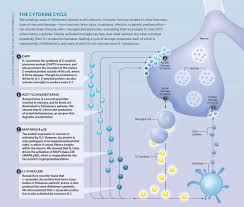 What Neurotransmitter Causes Alzheimer S