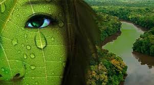 Resultado de imagem para meio ambiente