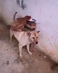 Funny Videos 5 Panosundaki Pin