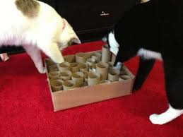 Fabriquer Des Jouets Pour Chat Jouet Pour Chat Jeux Pour Chaton Jeux Pour Chat
