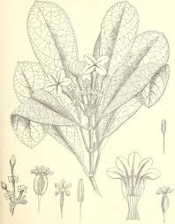 Image result for Orthanthera