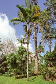 Image result for Hyophorbe indica